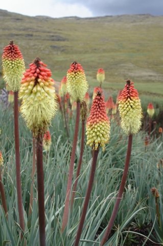 Kniphofia caulescens stems